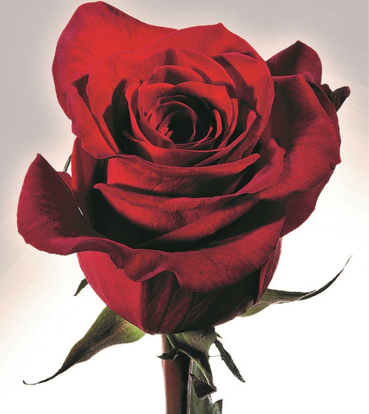 Roses Red Scarlatta - BloomsyShop.com