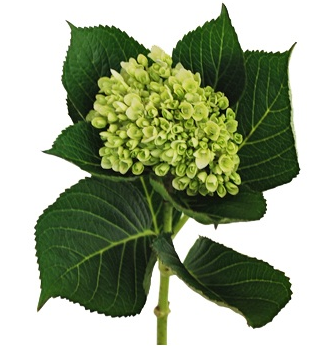 Hydrangeas Mini Green - BloomsyShop.com