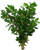 Green Pittosporum - BloomsyShop.com