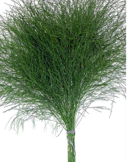 Tree Fern - BloomsyShop.com