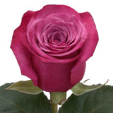 Roses Hot Pink Shogun - BloomsyShop.com