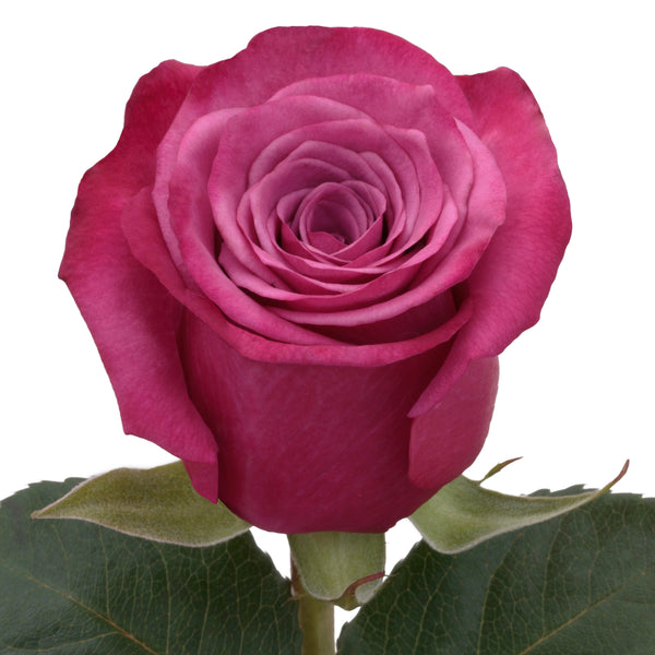 Roses Hot Pink Shogun - BloomsyShop.com