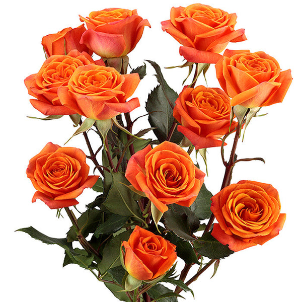 Spray Roses Orange - BloomsyShop.com