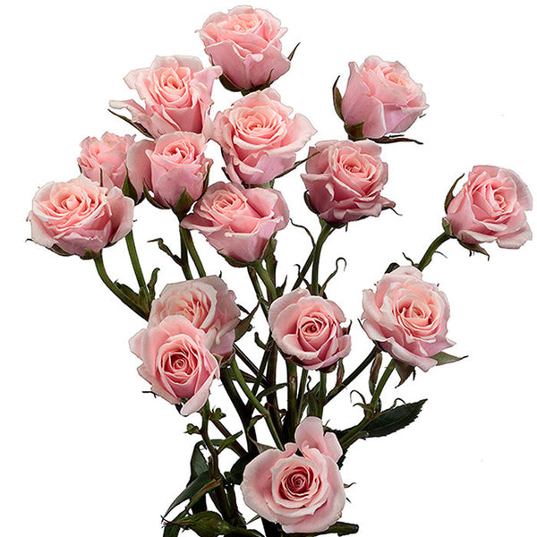 Spray Roses Light Pink - BloomsyShop.com