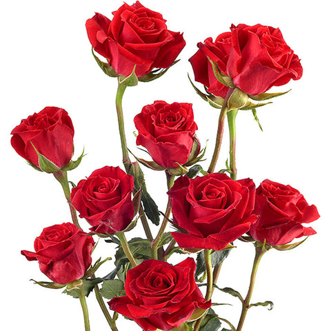 Spray Roses Red - BloomsyShop.com