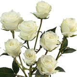 Spray Roses White - BloomsyShop.com