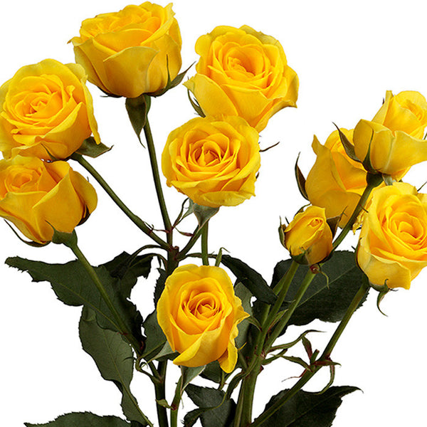 Spray Roses Yellow - BloomsyShop.com