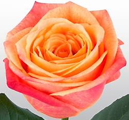 Roses Orange Sunset Glory - BloomsyShop.com