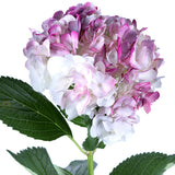 Hydrangea Airbrushed Magenta - BloomsyShop.com