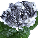 Hydrangea Airbrushed Black - BloomsyShop.com