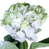 Hydrangea Airbrushed Green - BloomsyShop.com