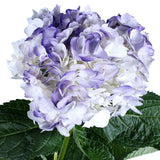 Hydrangea Airbrushed Purple - BloomsyShop.com