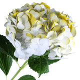 Hydrangea Airbrushed Yellow/white - BloomsyShop.com