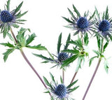 Eryngium Purple - BloomsyShop.com