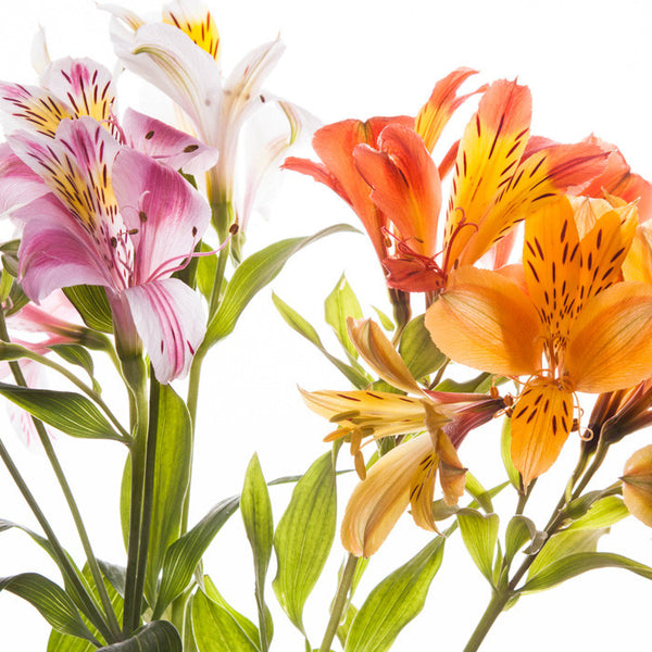 Alstroemeria Assorted - BloomsyShop.com