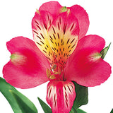 Alstroemeria Hot Pink - BloomsyShop.com