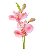Alstroemeria Light Pink - BloomsyShop.com