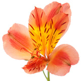 Alstroemeria Orange - BloomsyShop.com