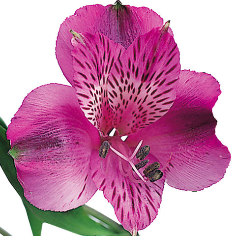 Alstroemeria Purple - BloomsyShop.com