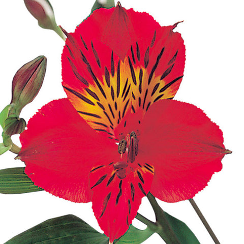 Alstroemeria Red - BloomsyShop.com