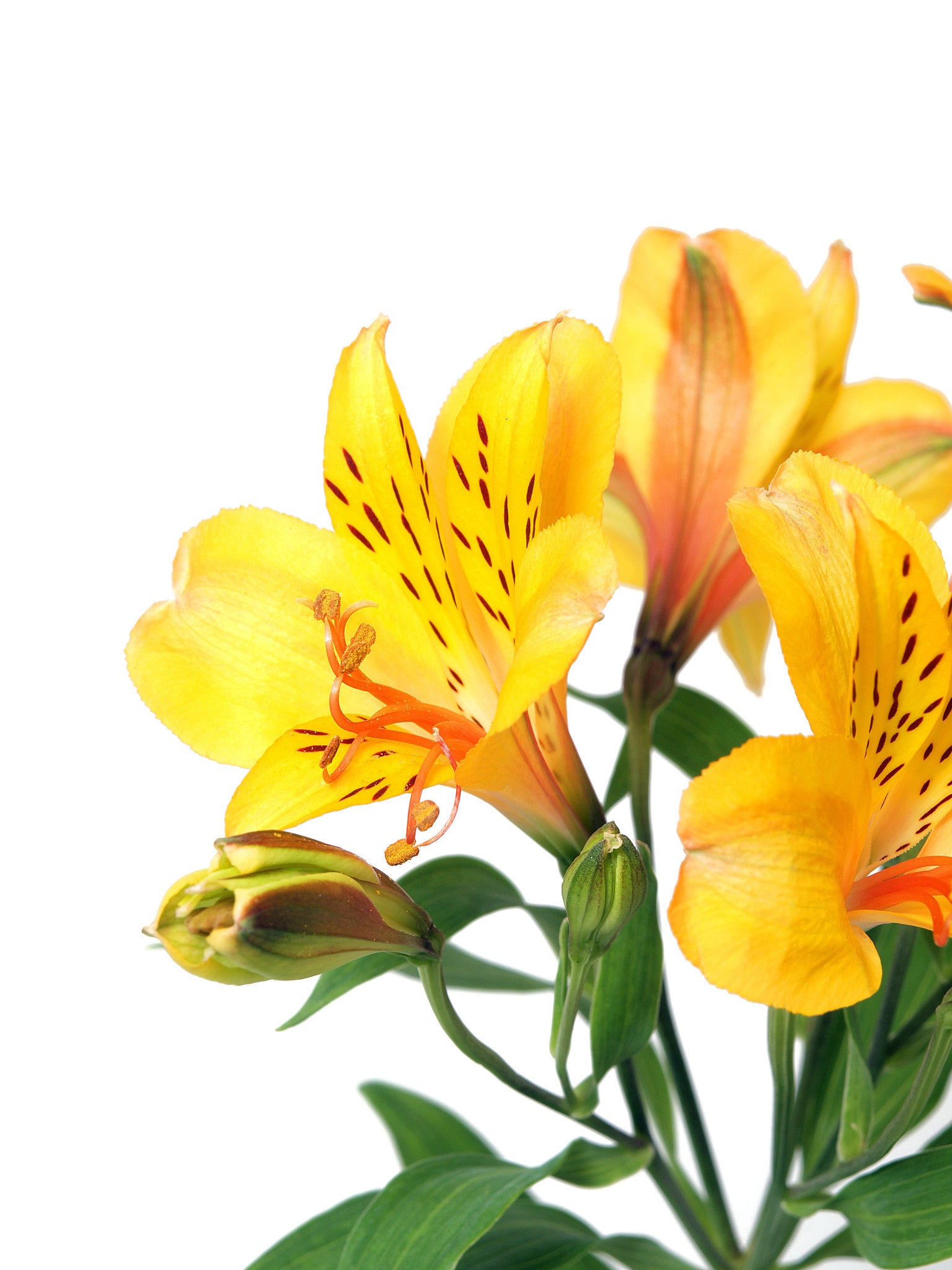Alstroemeria Yellow - BloomsyShop.com