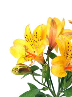 Alstroemeria Yellow - BloomsyShop.com