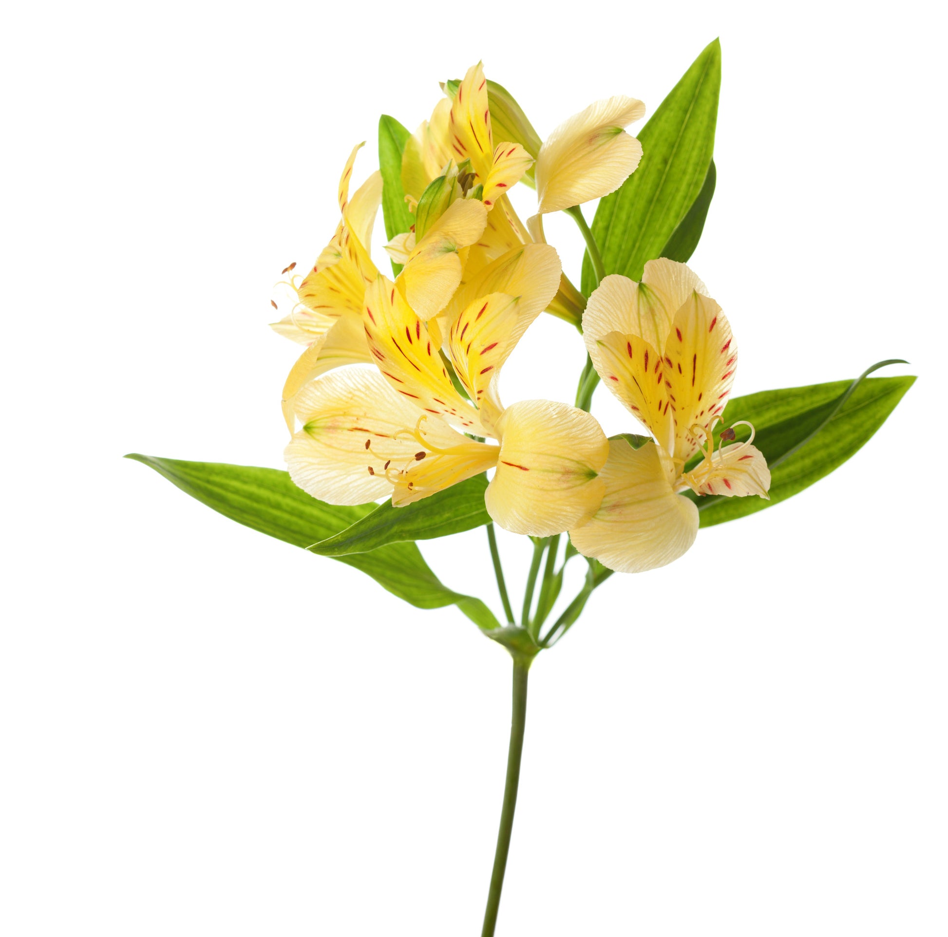 Alstroemeria Yellow - BloomsyShop.com