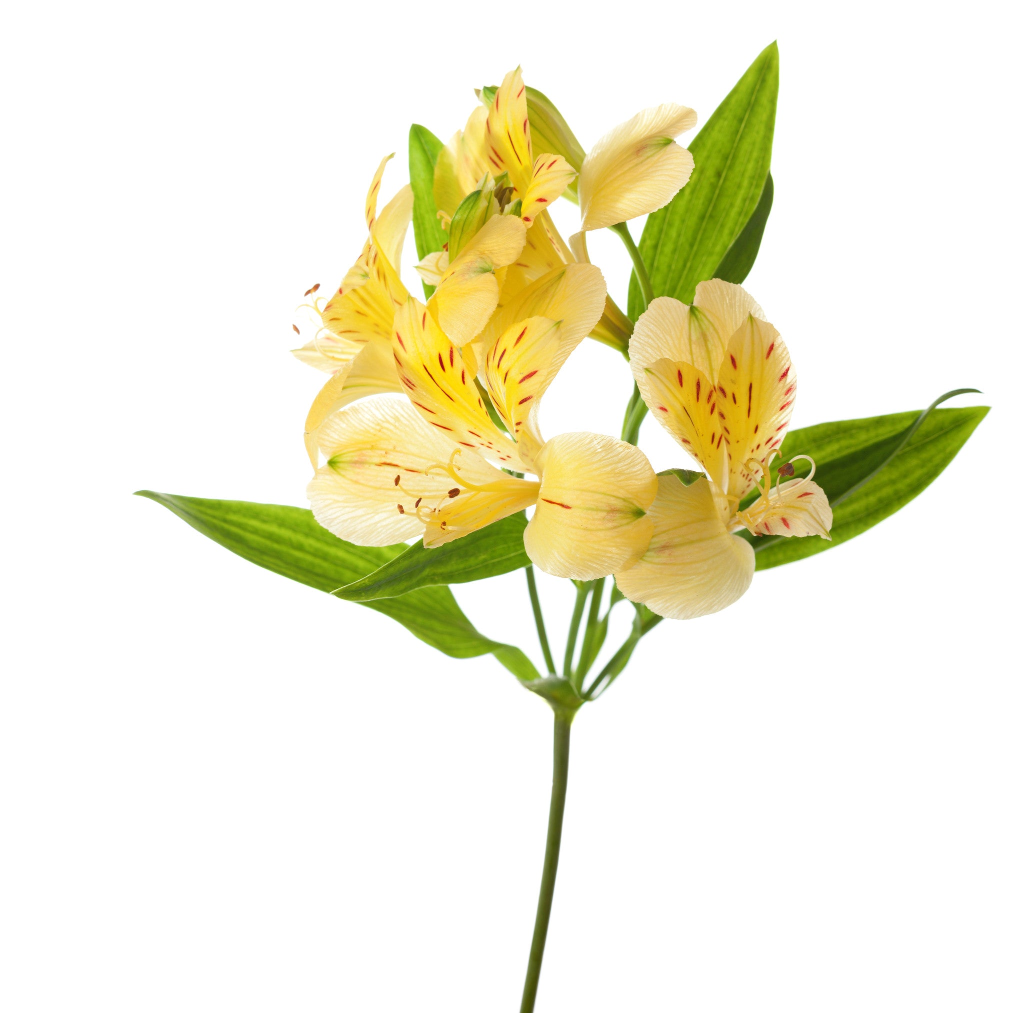 Alstroemeria Yellow - BloomsyShop.com