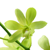 Dendrobium Orchids Angel Green - BloomsyShop.com