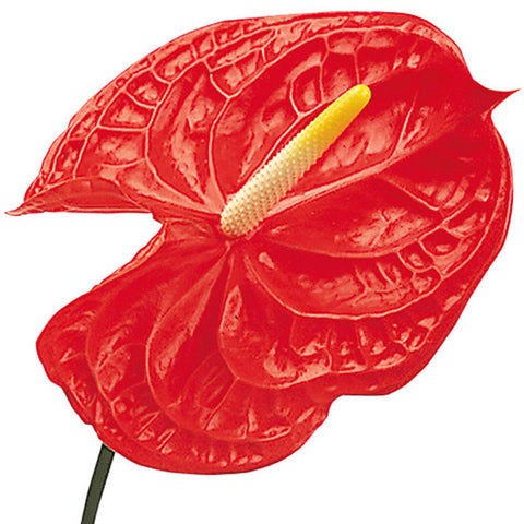 Tropical Anthurium Red - BloomsyShop.com