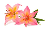 Asiatic Lilies Pink - BloomsyShop.com