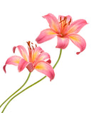 Asiatic Lilies Pink - BloomsyShop.com