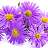 Aster Purple - BloomsyShop.com