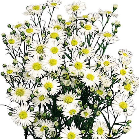 Aster White - BloomsyShop.com