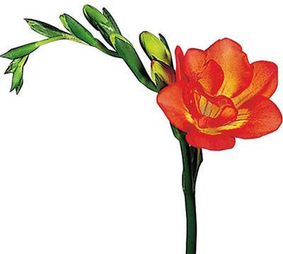 Freesia Red - BloomsyShop.com