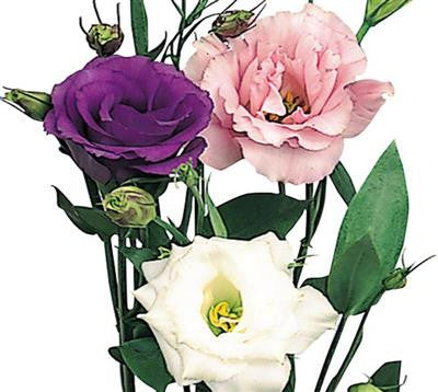 Lisianthus Assorted - BloomsyShop.com