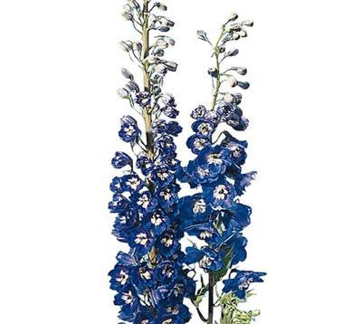 36.5 Blue Delphinium Floral Stem – Ellis Home & Garden