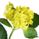 Hydrangea Airbrushed Yellow "Brazil" - BloomsyShop.com