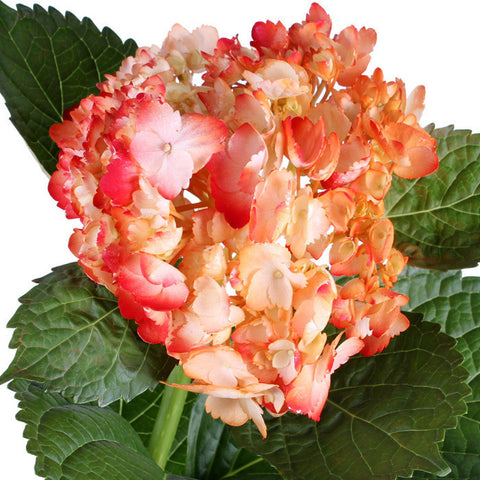 Hydrangea Airbrushed Orange "Curasao" - BloomsyShop.com