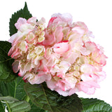 Hydrangea Airbrushed Light Pink - BloomsyShop.com