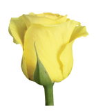 Roses Yellow Brighton - BloomsyShop.com