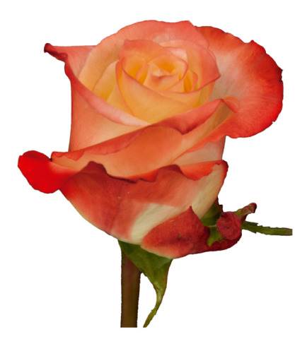 Roses Bicolor Orange Cabaret - BloomsyShop.com