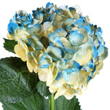 Hydrangea Airbrushed California Blue - BloomsyShop.com