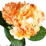 Hydrangea Airbrushed California Orange - BloomsyShop.com