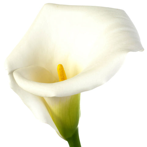 Calla White - BloomsyShop.com