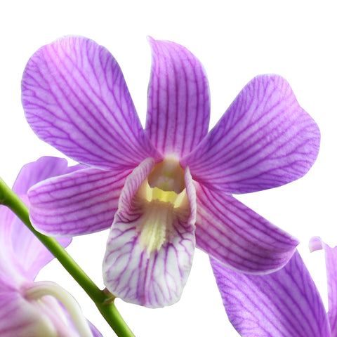 Dendrobium Orchids Candy Stripe - BloomsyShop.com