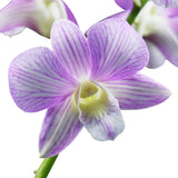 Dendrobium Orchids Candy Stripe Lite - BloomsyShop.com