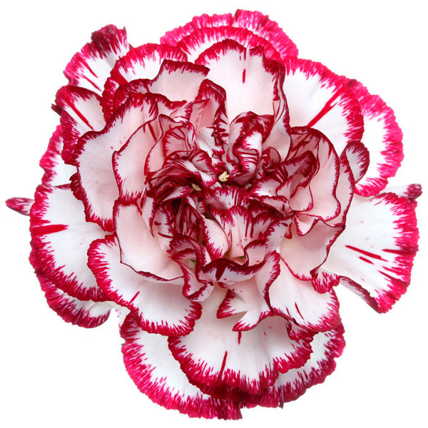 Carnations Bicolor Red and White - BloomsyShop.com