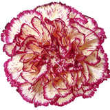 Carnations Bicolor Yellow and Purple - BloomsyShop.com