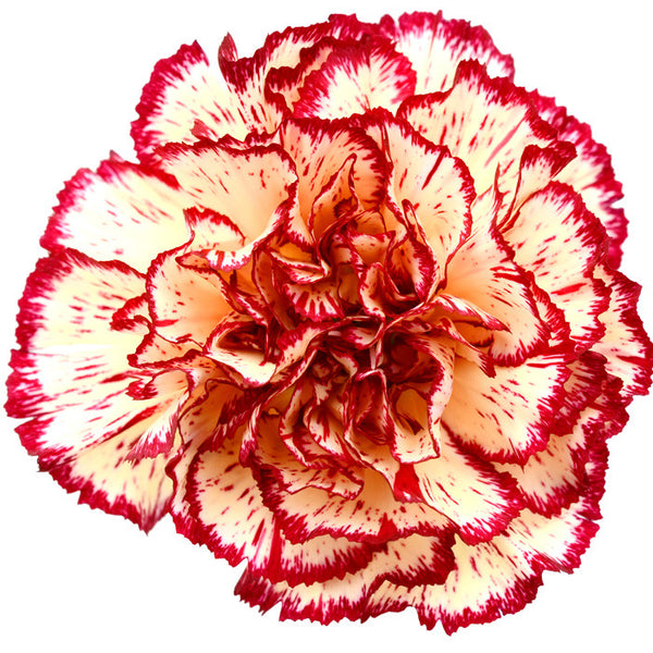 Carnations Bicolor Yellow and Red - BloomsyShop.com